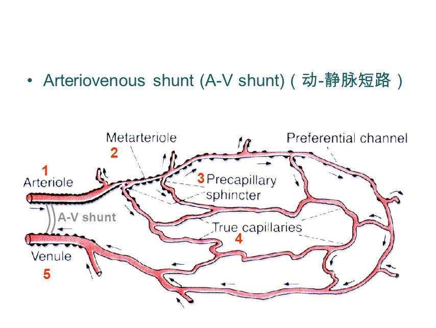 http://avshuntindonesia.com/images/blog/BLOG__penjelasan-pentingnya-pemberian-arteriovenous-av-shunt__20171120105032.jpg